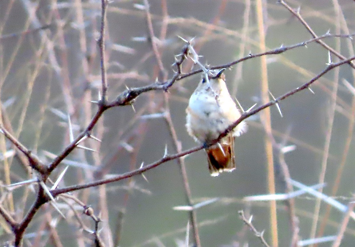 Rufous/Allen's Hummingbird - ML530921331