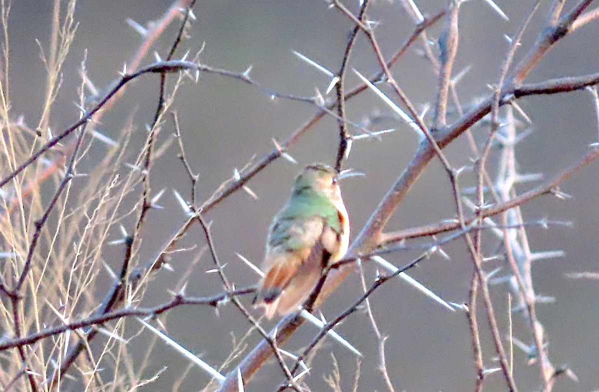 Rufous/Allen's Hummingbird - ML530921411