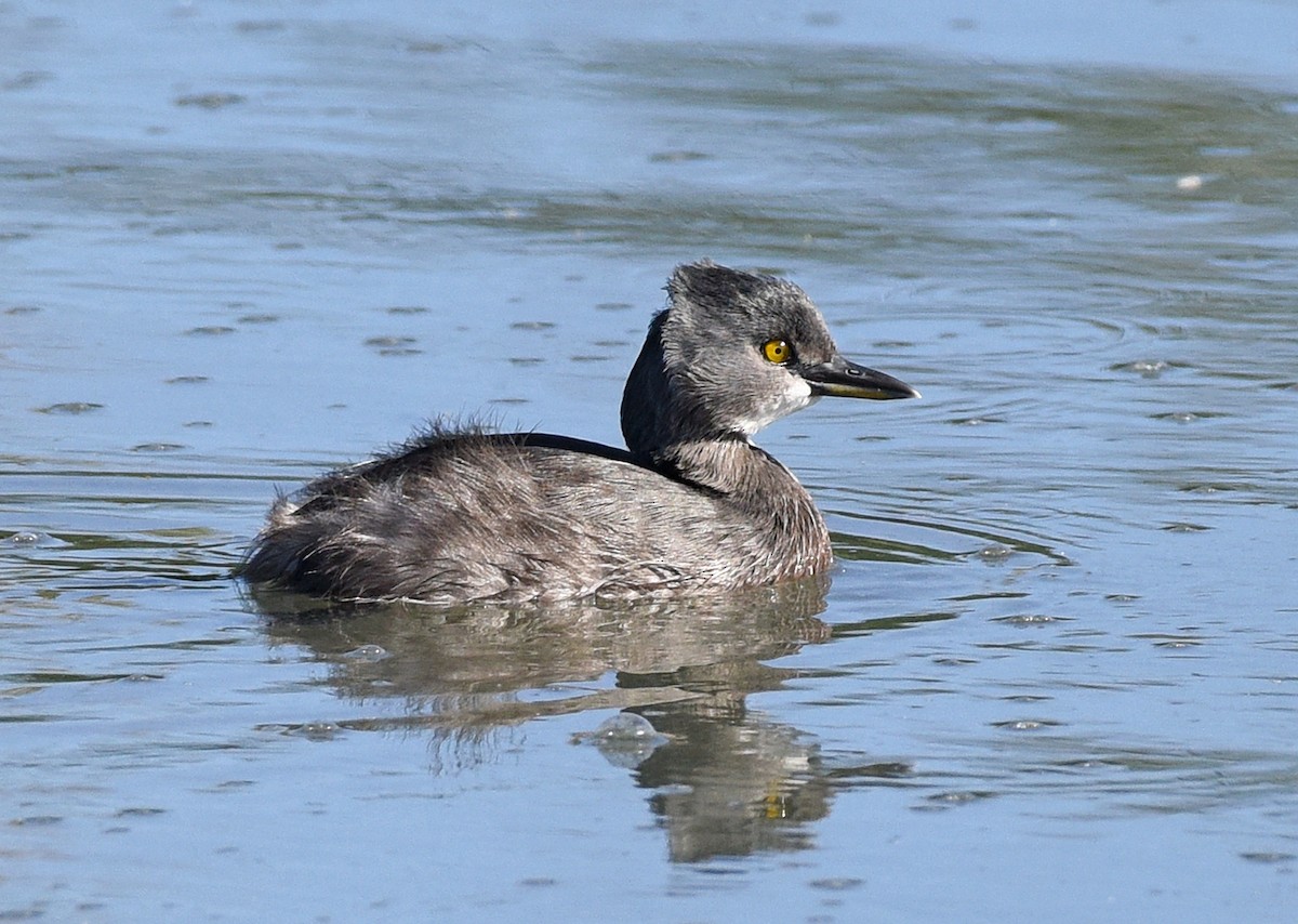 Least Grebe - ML530921551