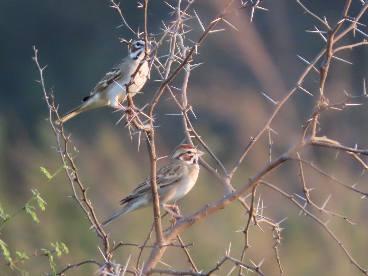 Lark Sparrow - ML530921601