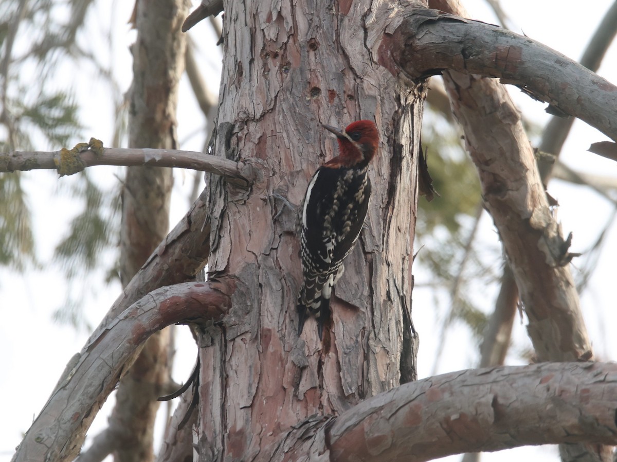 Red-breasted Sapsucker - ML530921921
