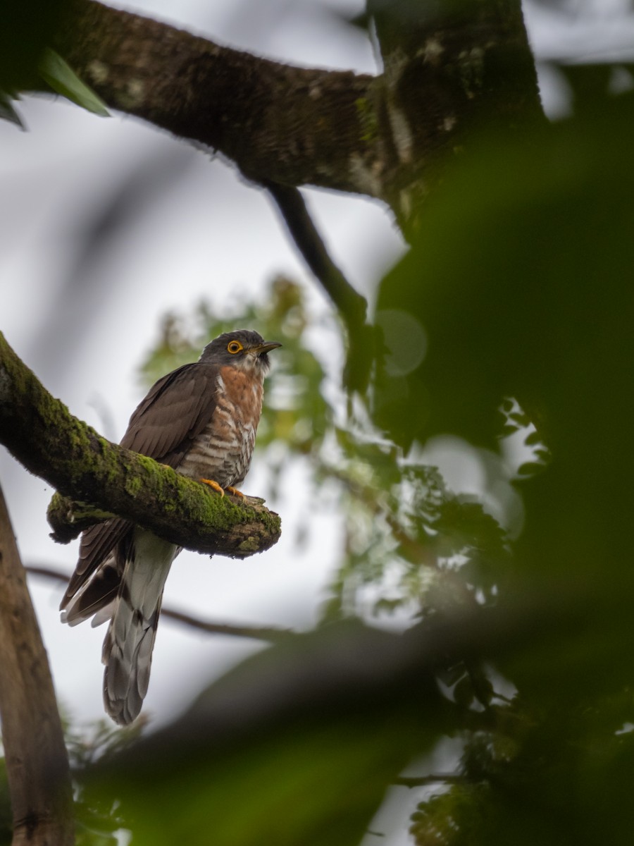 Large Hawk-Cuckoo - Jayden Kang