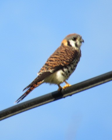 American Kestrel (Eastern Caribbean) - ML530922431