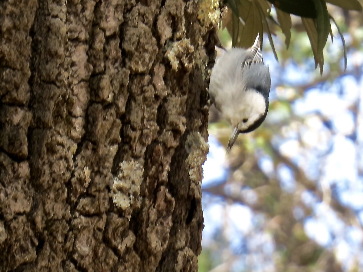 White-breasted Nuthatch (Interior West) - ML53092391