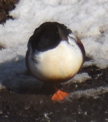 Northern Shoveler - ML530924481