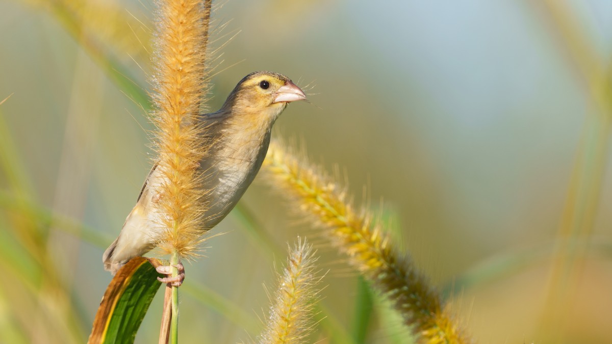 Northern Red Bishop - ML530924571