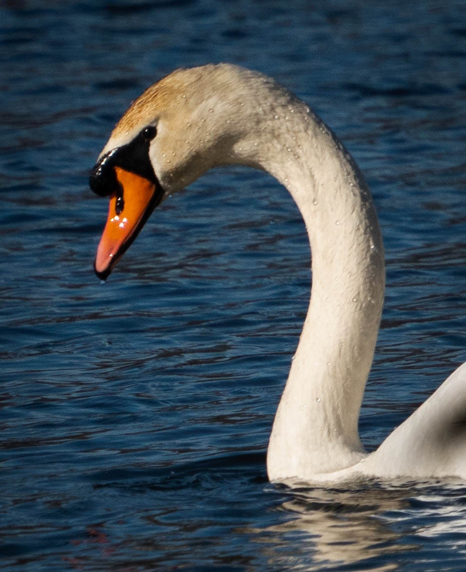 Mute Swan - ML530924671