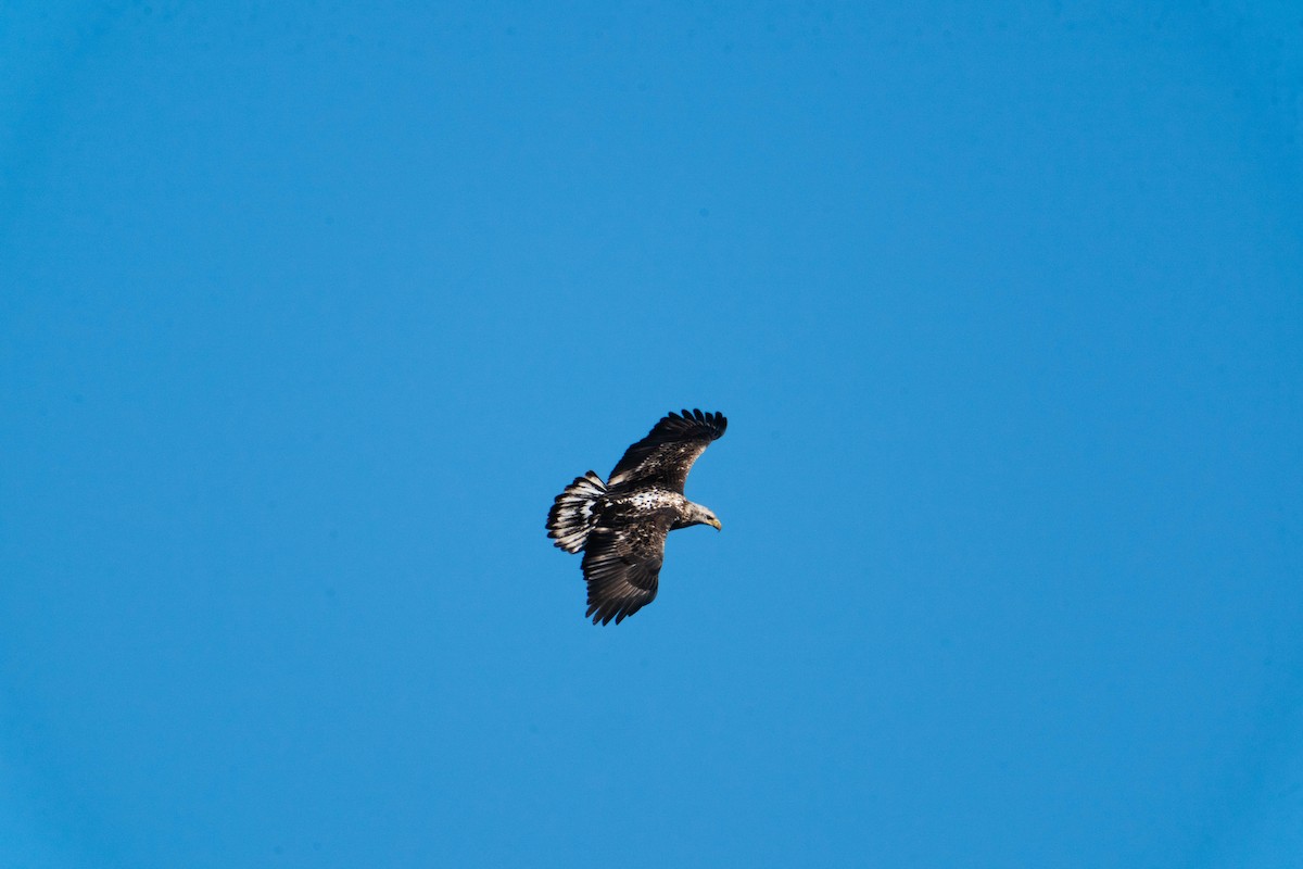 Bald Eagle - ML530925621