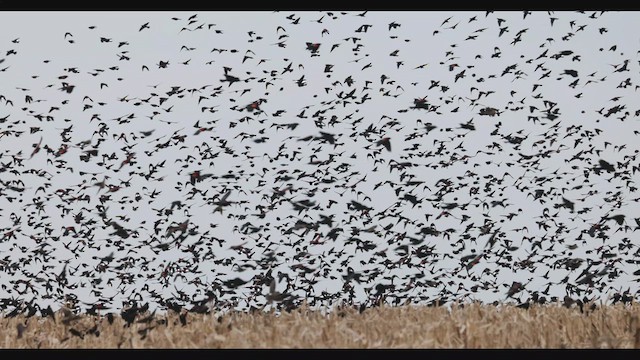 Red-winged Blackbird - ML530926701