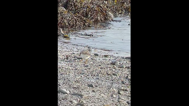 Common Ringed Plover - ML530927221