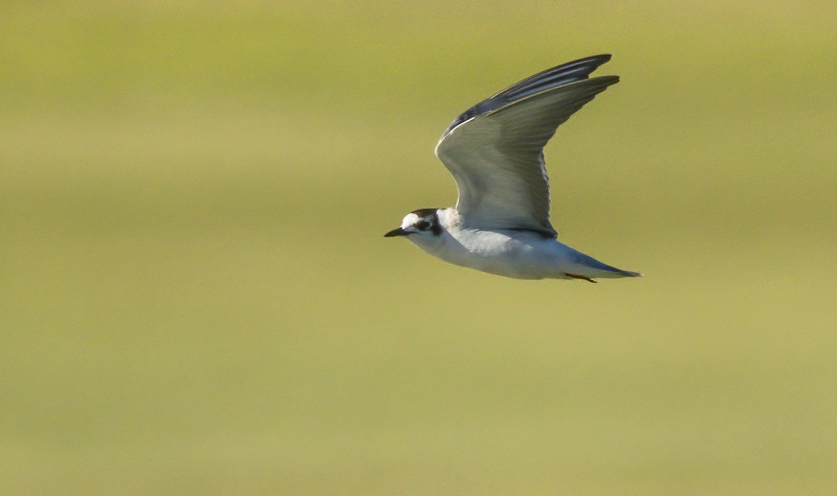 White-winged Tern - Francisco Pires