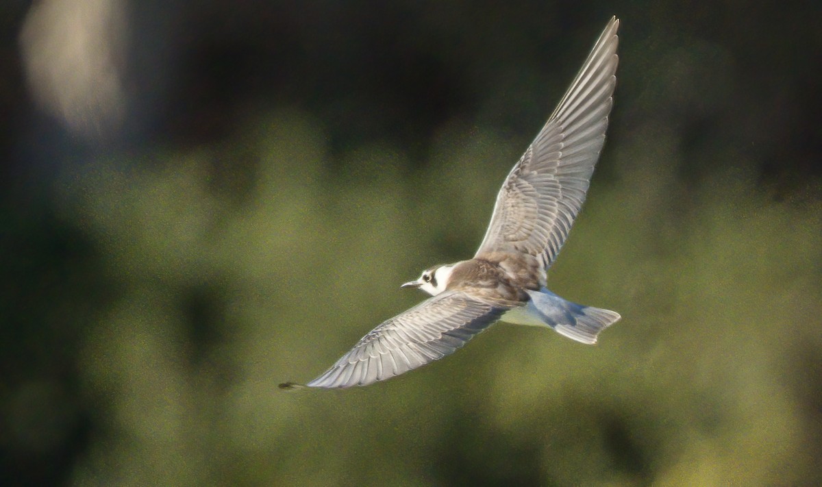 White-winged Tern - Francisco Pires