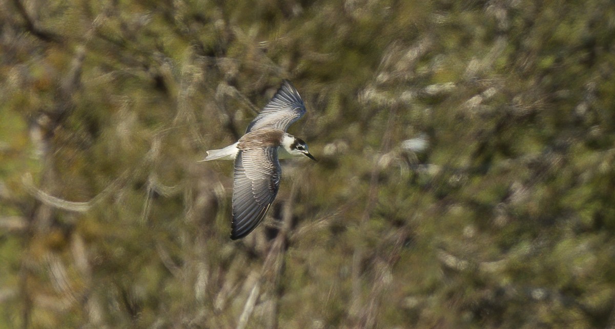 White-winged Tern - ML530928071