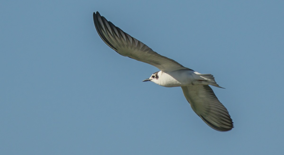 White-winged Tern - Francisco Pires