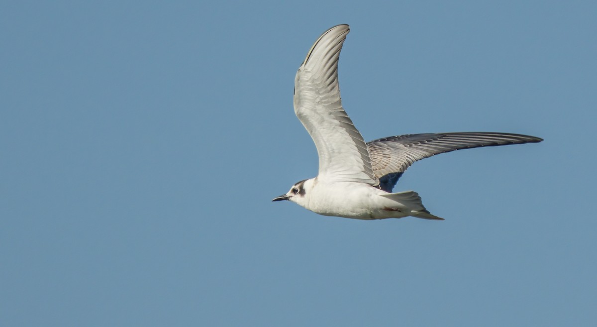 White-winged Tern - Francisco Pires