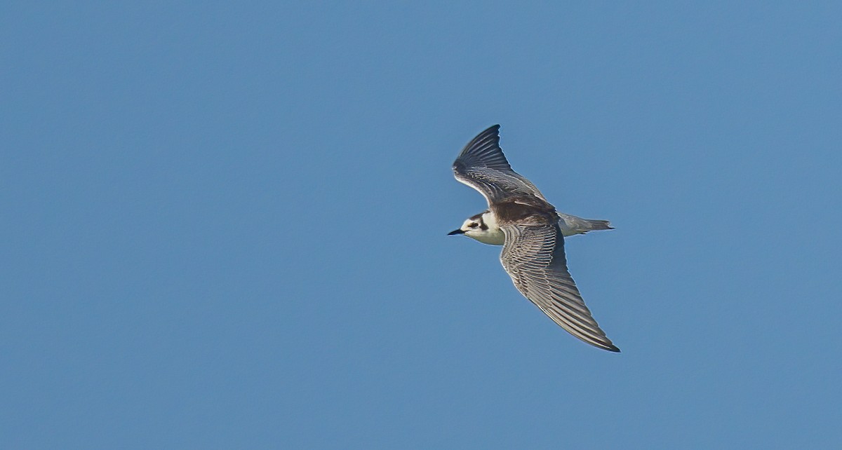 White-winged Tern - Francisco Pires