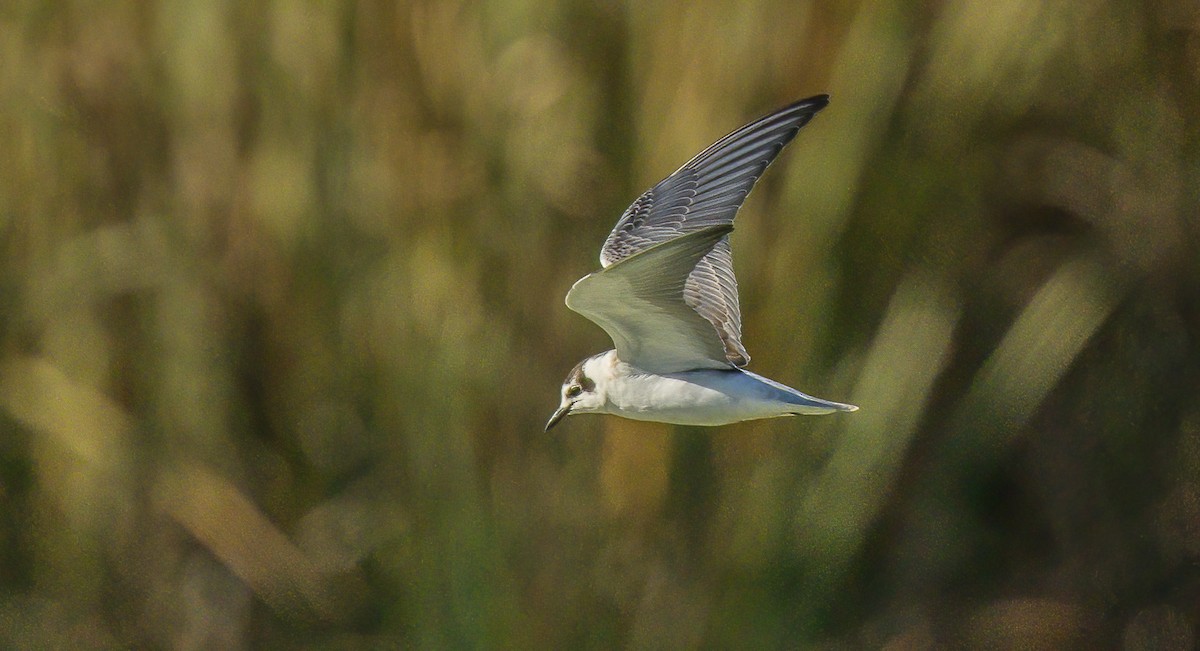 White-winged Tern - ML530928371