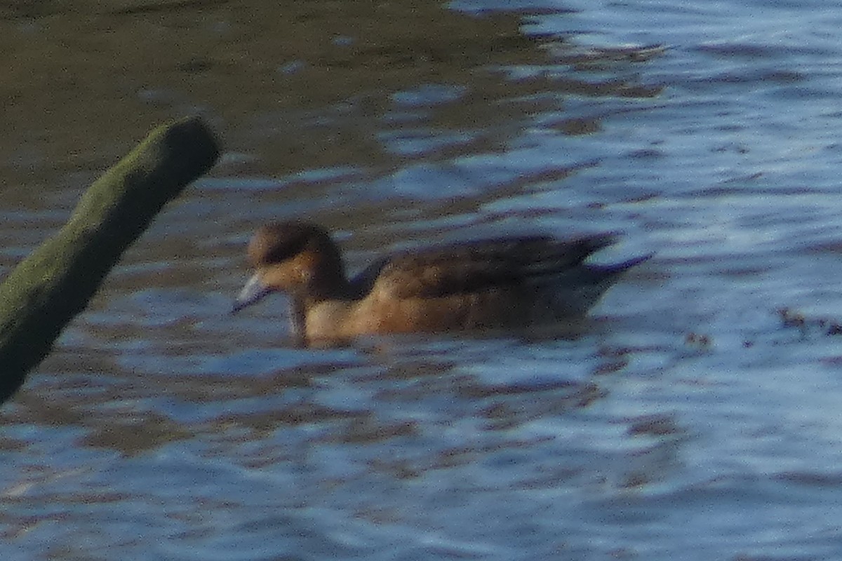 Eurasian Wigeon - ML530928631