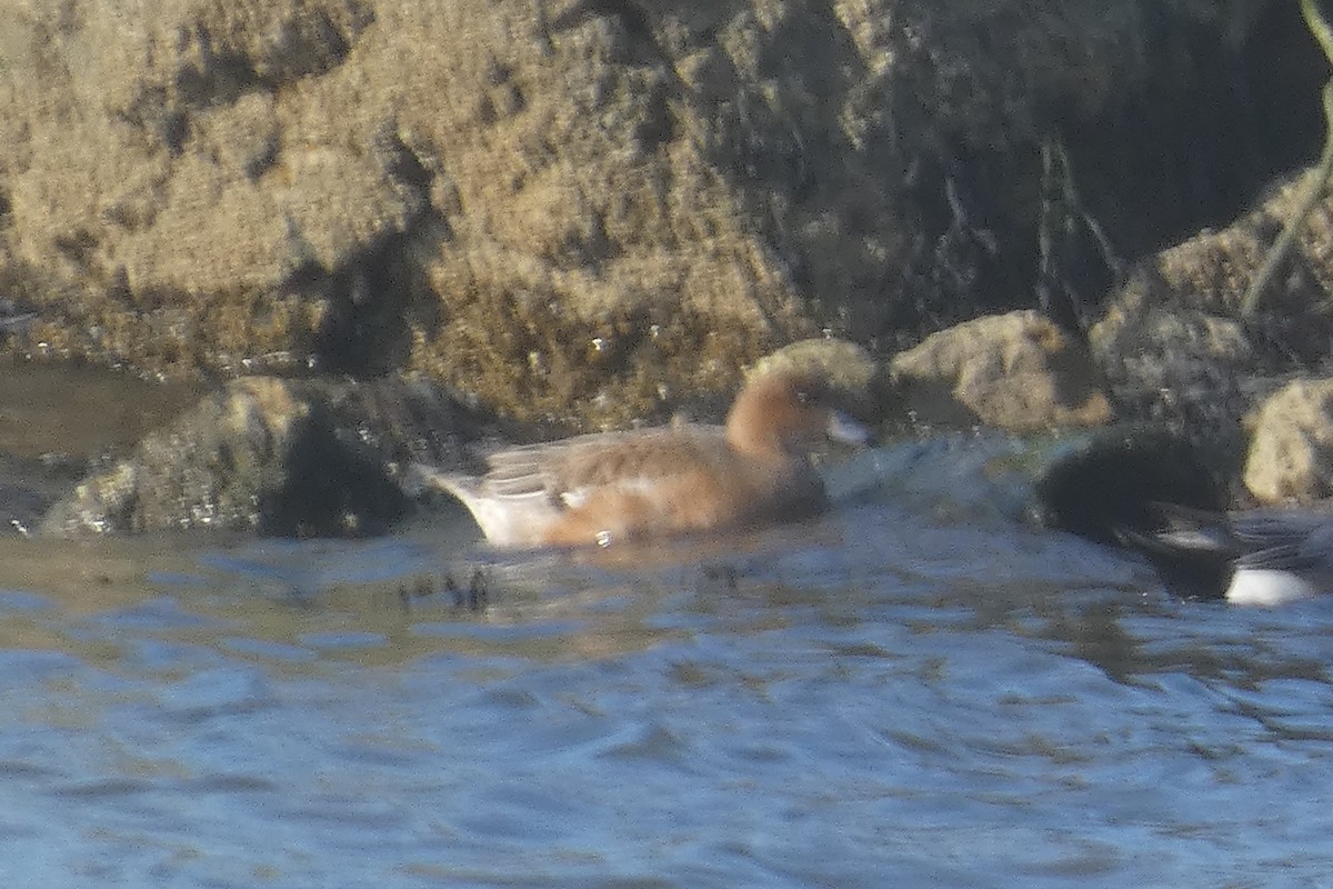 Eurasian Wigeon - ML530928641