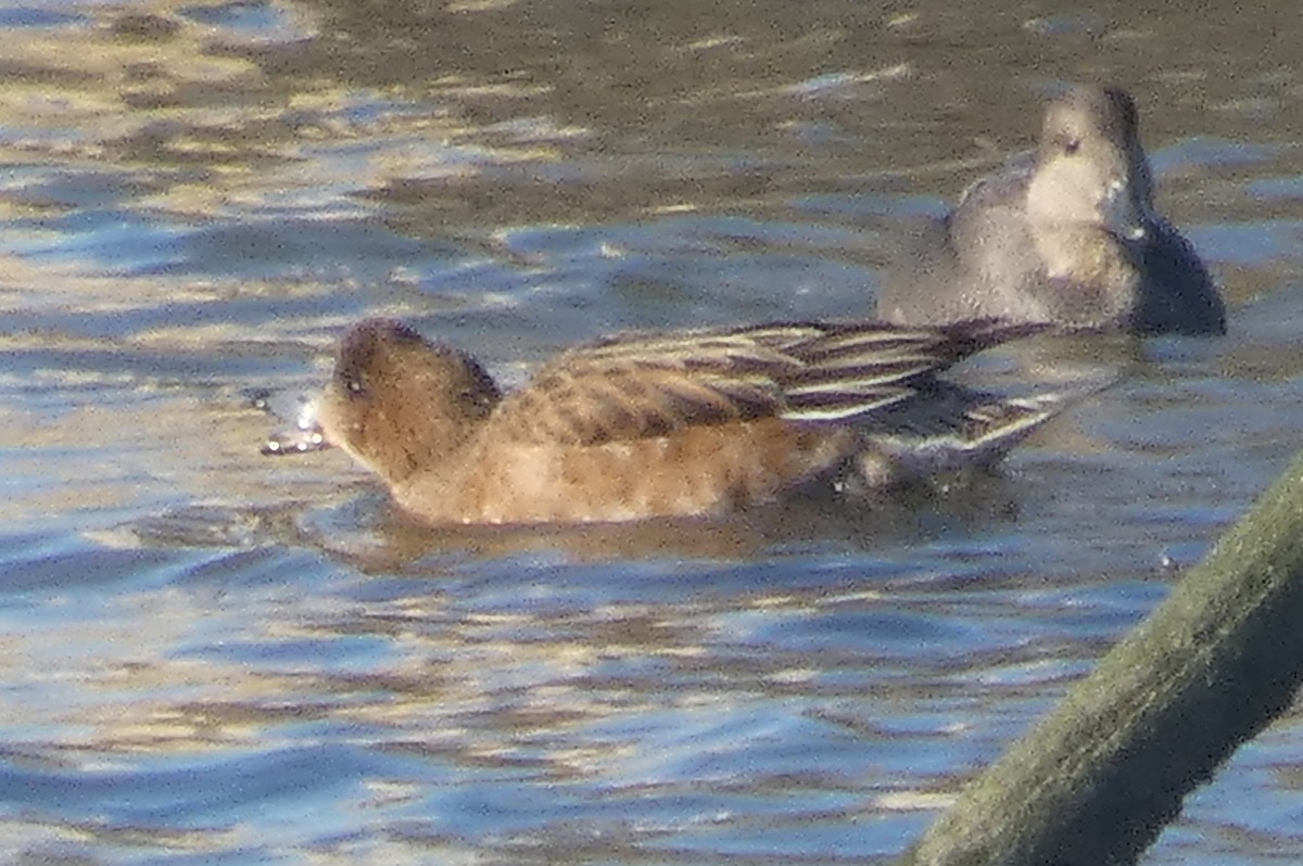 Eurasian Wigeon - ML530928661