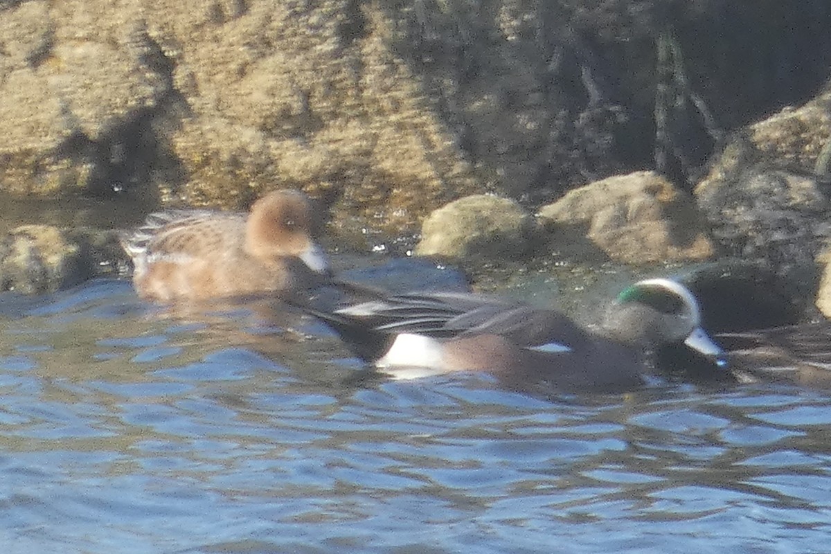 Зээрд нугас - ML530928701