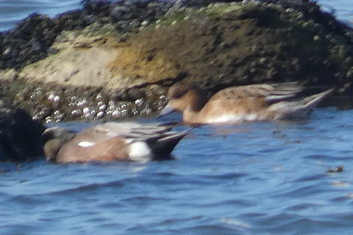 Eurasian Wigeon - ML530928711