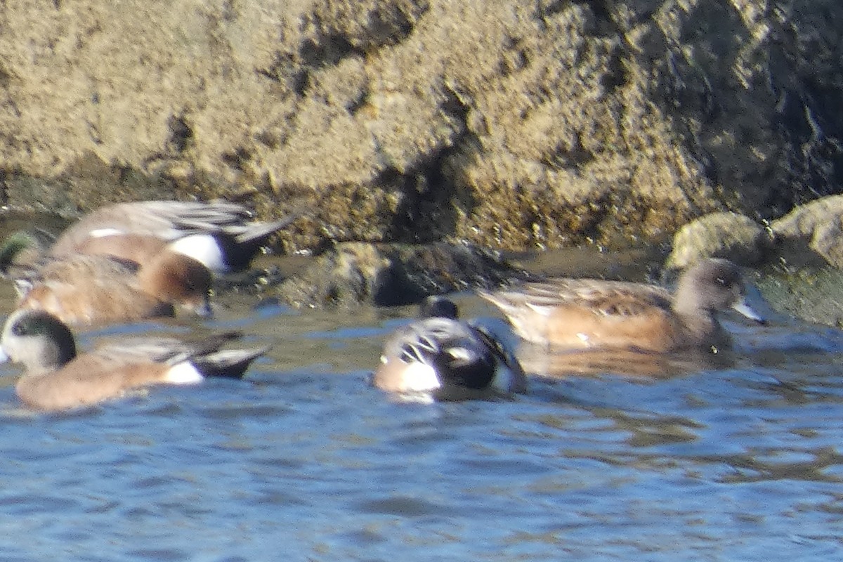 Eurasian Wigeon - ML530928721