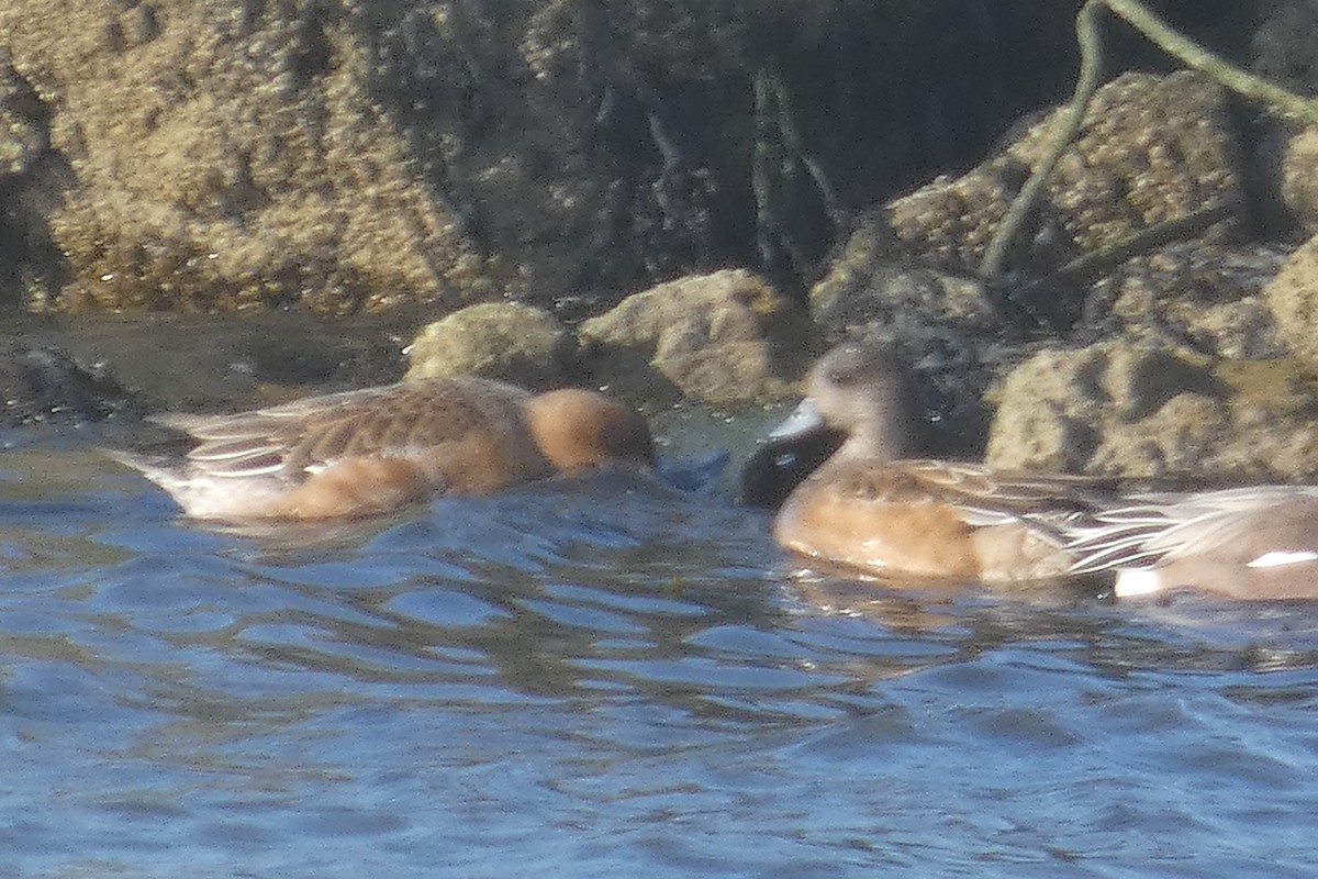 Зээрд нугас - ML530928731