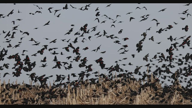 Red-winged Blackbird - ML530929581