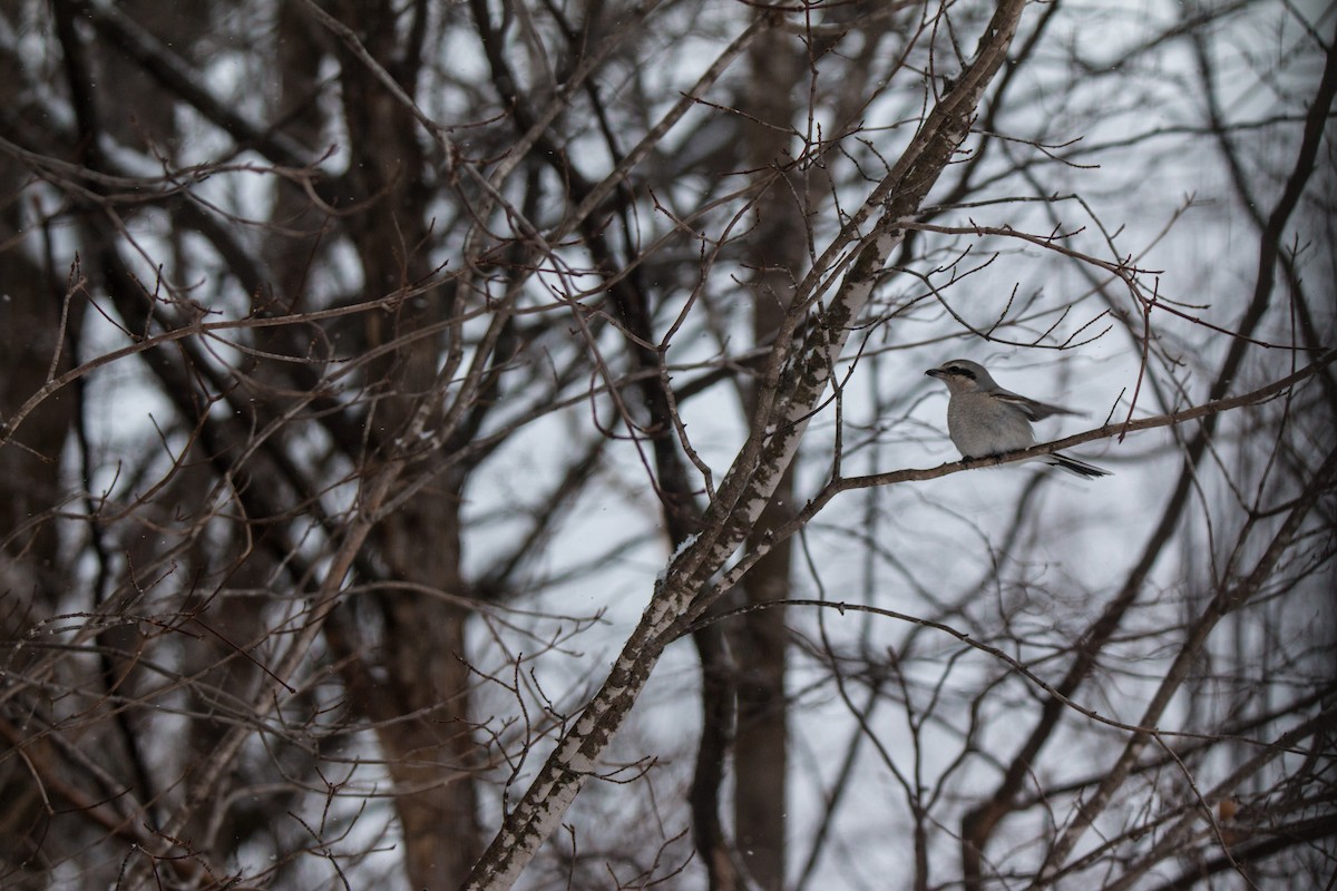 Умардын дунхай - ML530930881