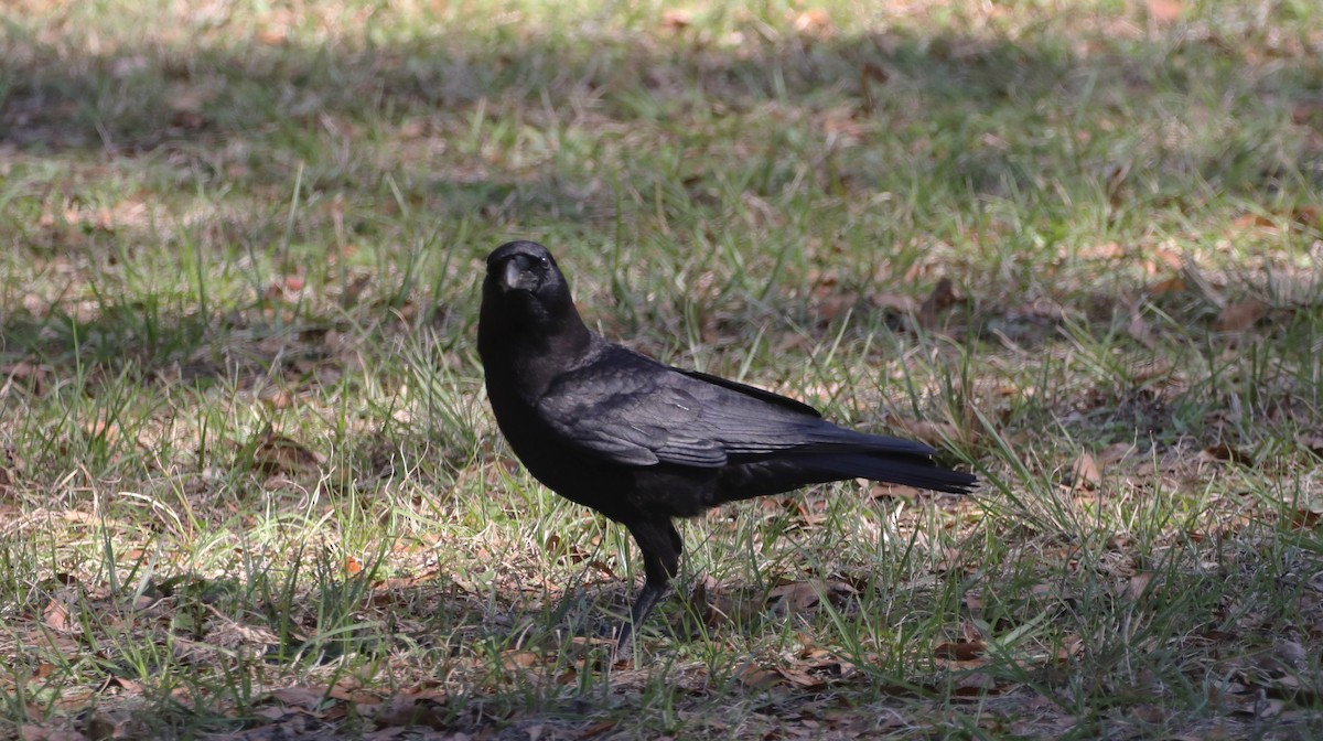 American Crow - ML530931101