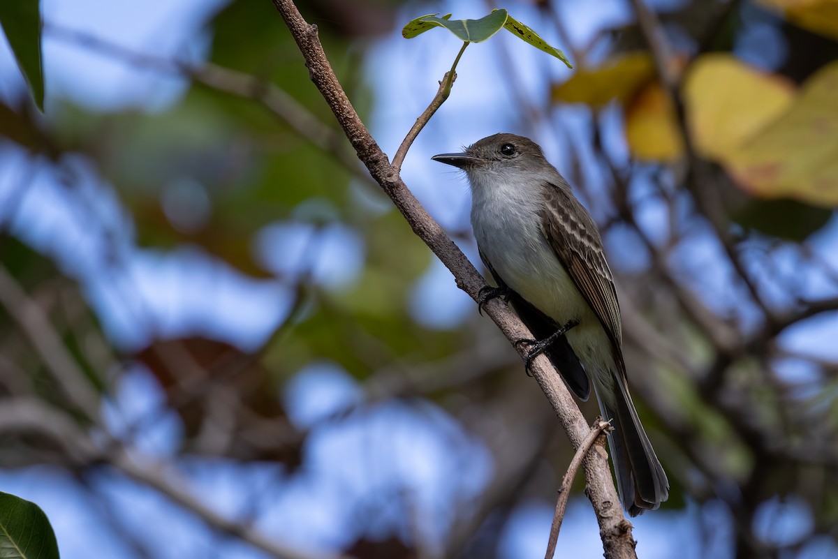 La Sagra's Flycatcher - ML530931691