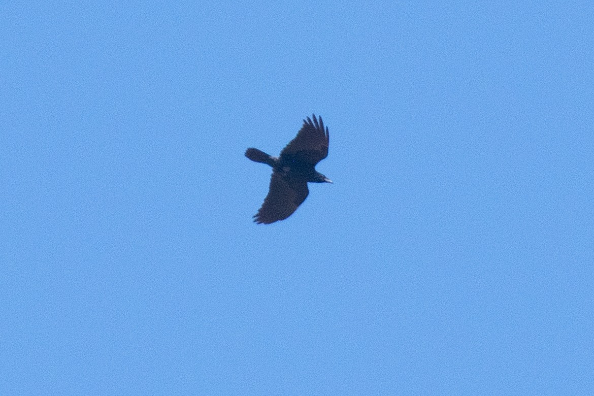 Chihuahuan Raven - ML530932821