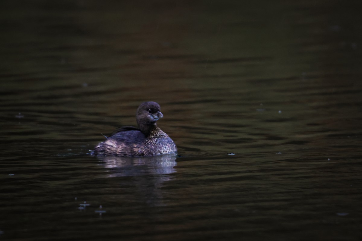 Pied-billed Grebe - ML530933611