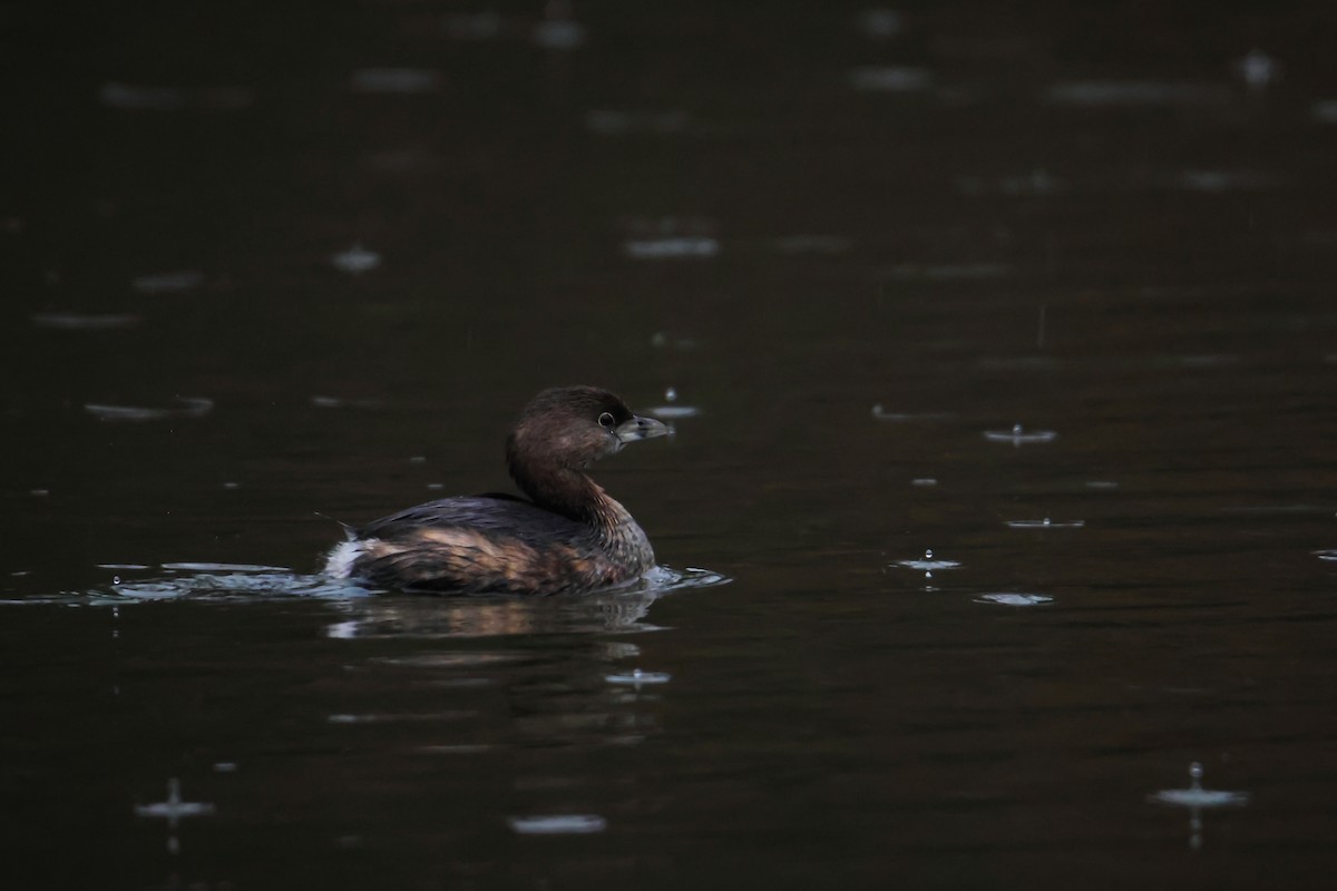 Pied-billed Grebe - ML530933621