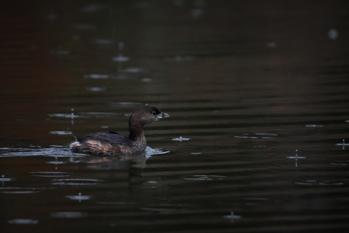 Pied-billed Grebe - ML530933631