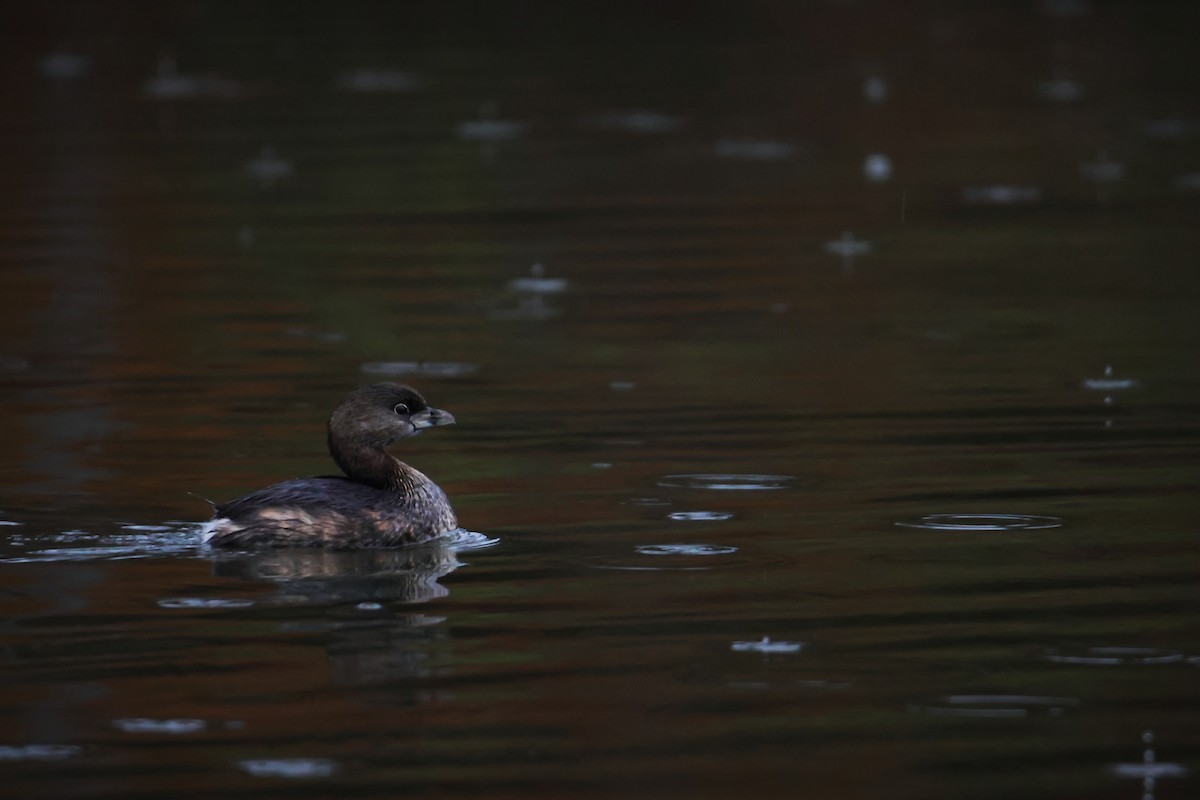 Pied-billed Grebe - ML530933641