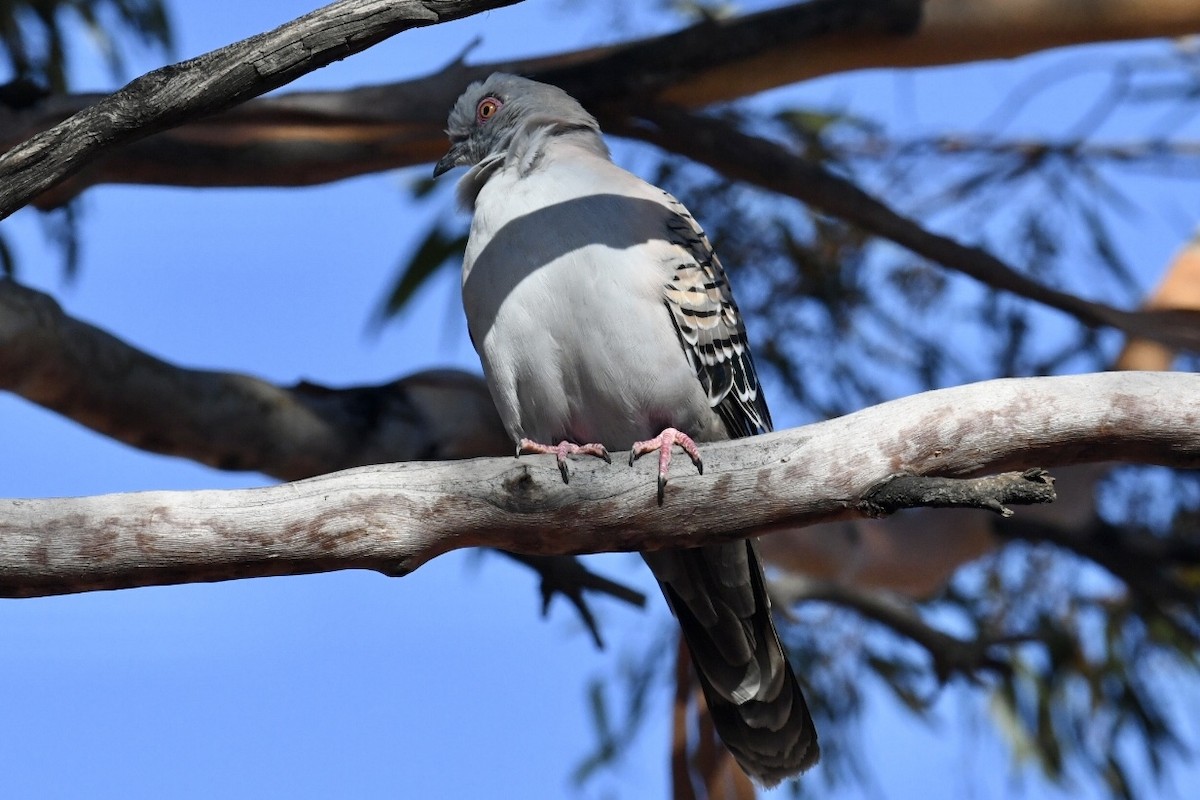 Crested Pigeon - ML530933751