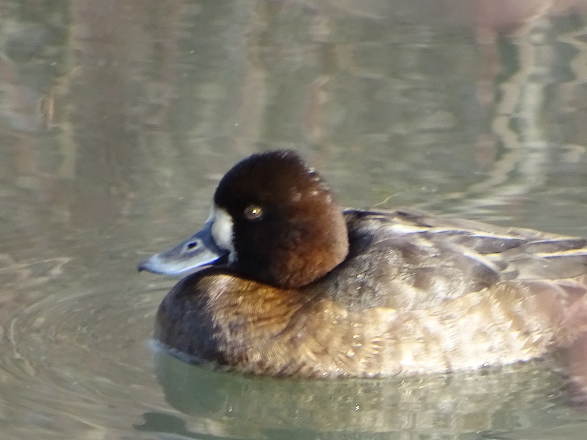 Lesser Scaup - ML530934791