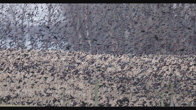 Red-winged Blackbird - ML530934921