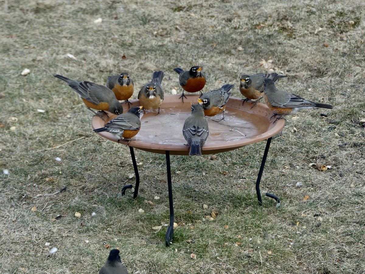 American Robin - ML530935441