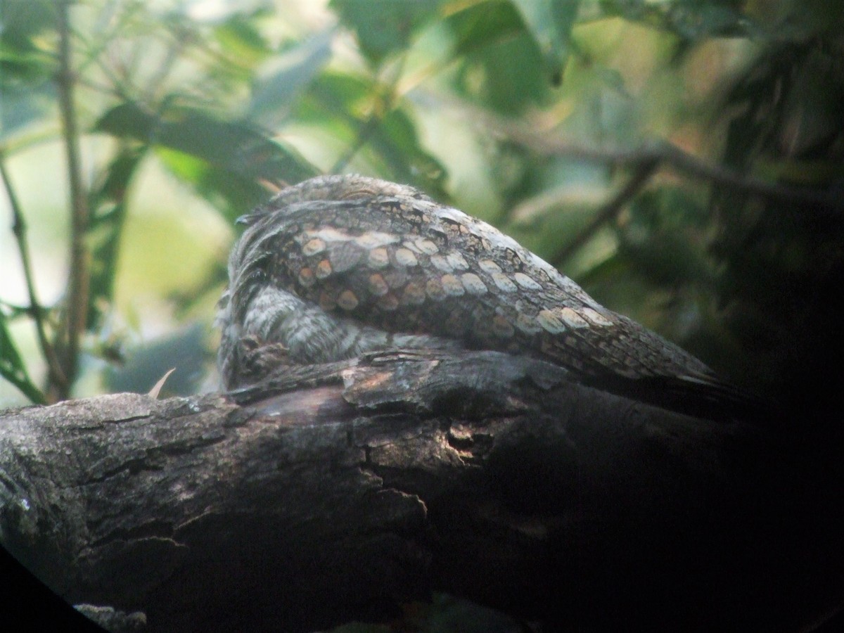 Large-tailed Nightjar - ML530936561