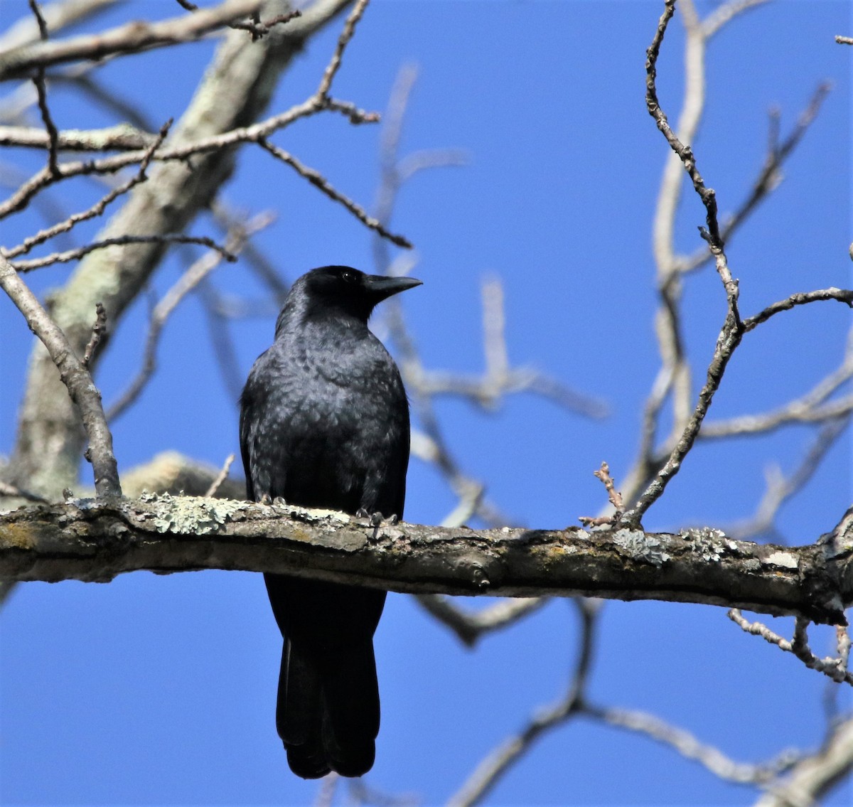 Fish Crow - ML530936631