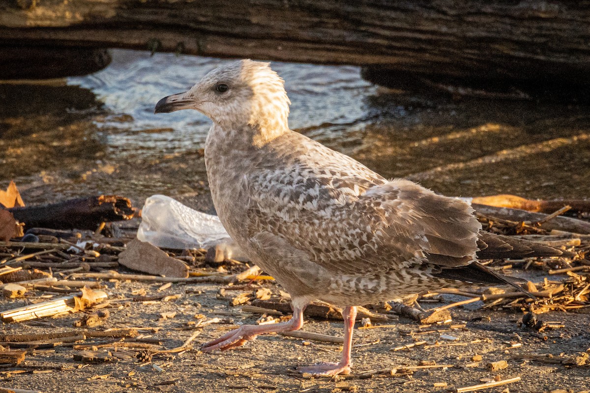 Gaviota Argéntea - ML530937191