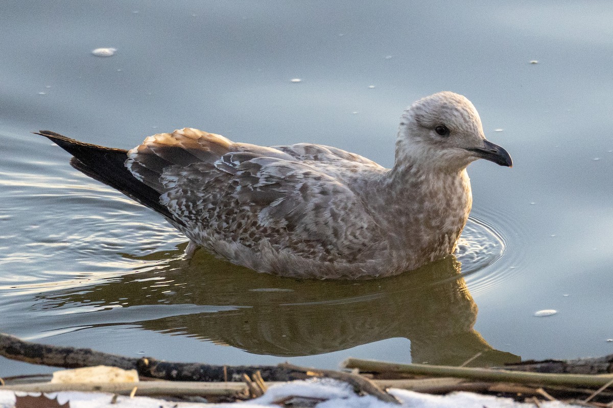 Gaviota Argéntea - ML530937201