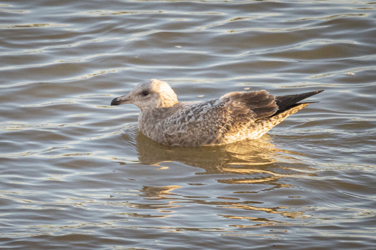 Gaviota Argéntea - ML530937211