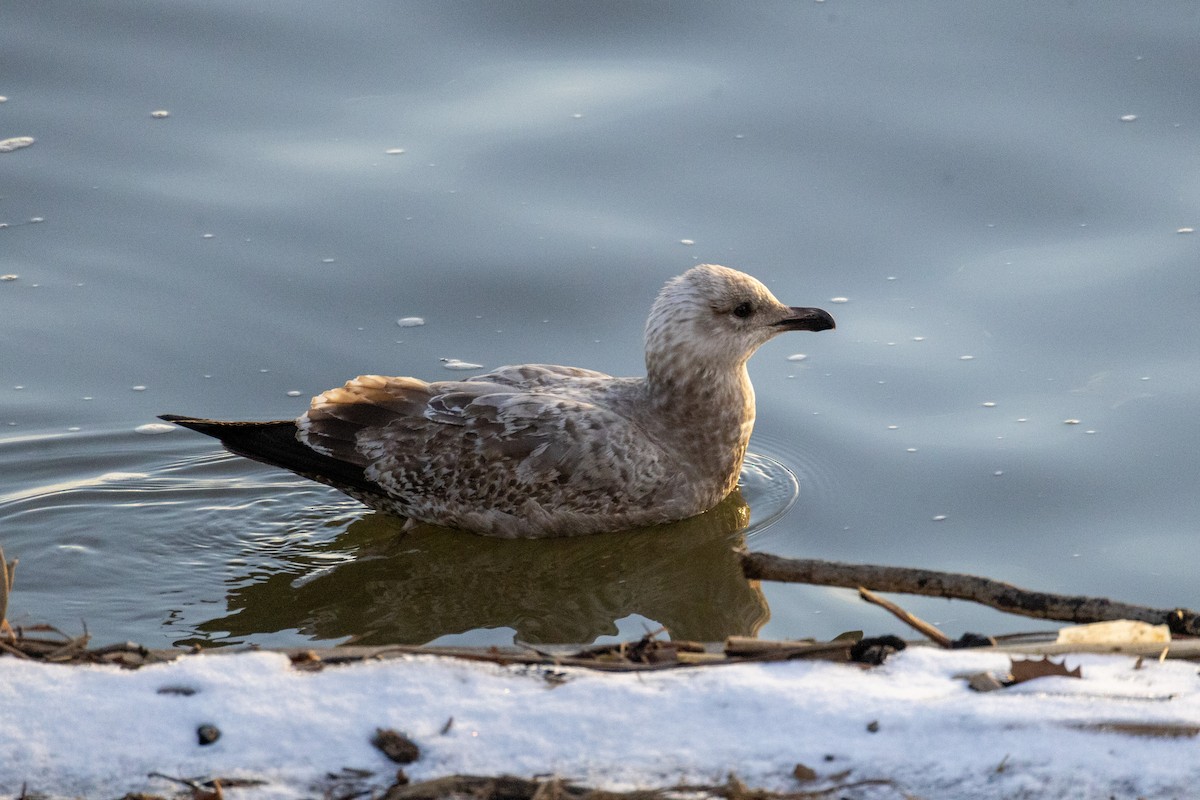 Herring Gull (American) - ML530937221