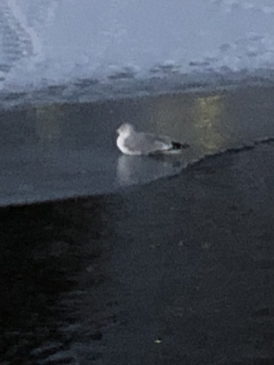 Ring-billed Gull - Lynn Wysocki-Smith