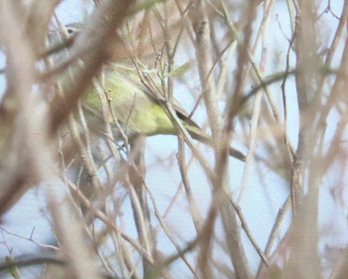 Orange-crowned Warbler - ML530937571