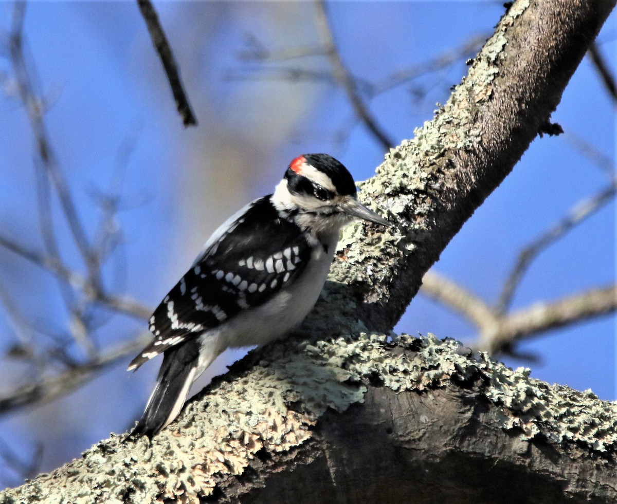 Hairy Woodpecker - ML530937821